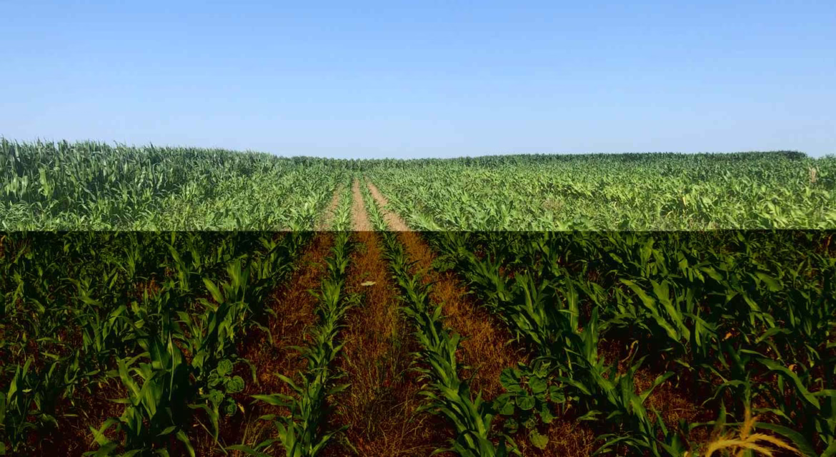 area-com-mix-de-cobertura-alta-produtividade