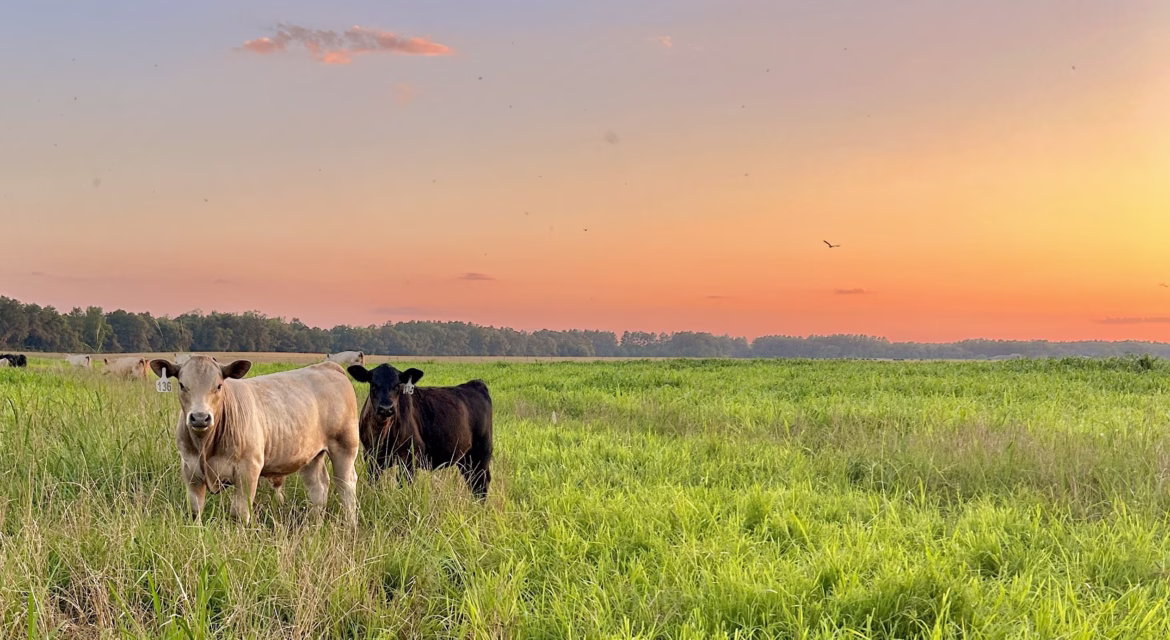 pastagem-alta-produtividade-gado-somar