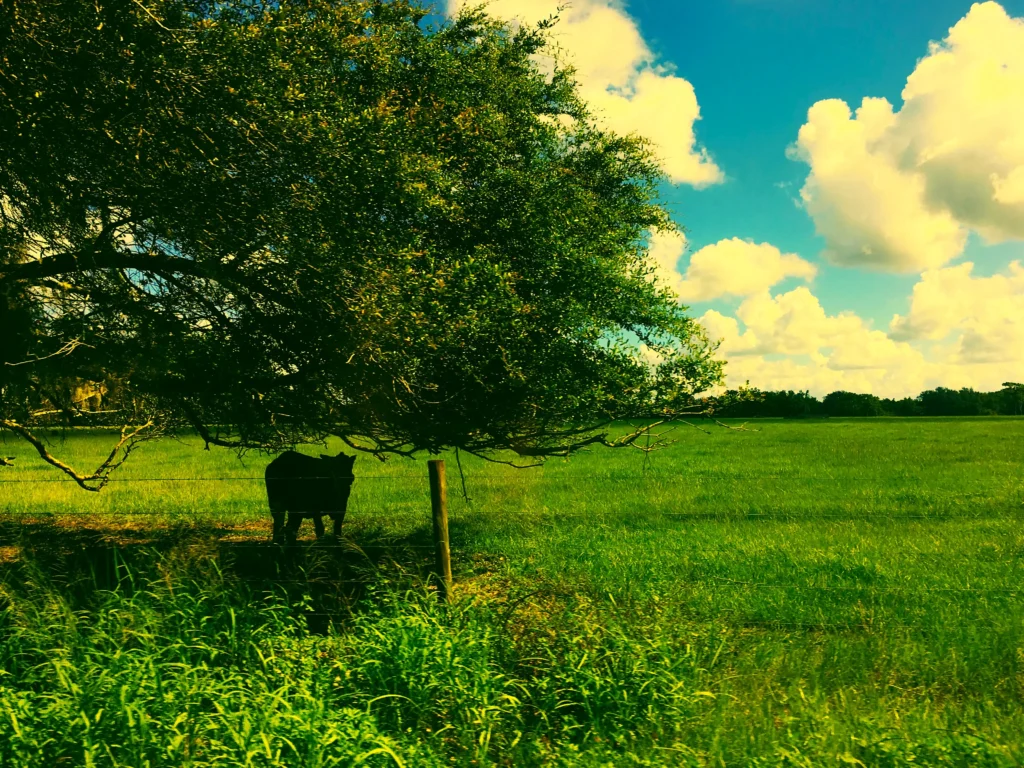 Pastagem produtiva com brachiaria formada a partir de sementes forrageiras de alta qualidade