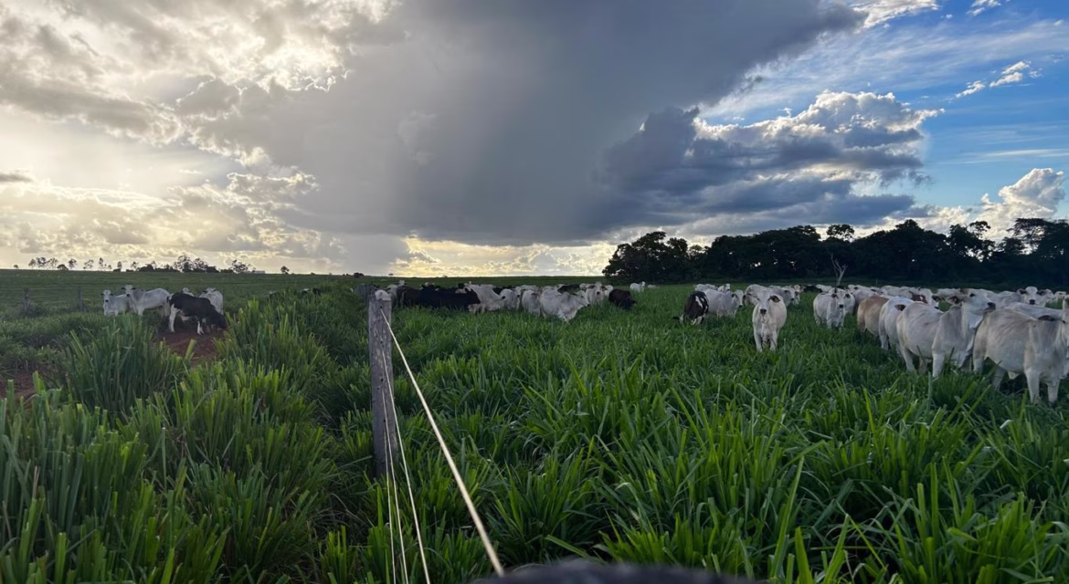 pastagem-premium-alta-produtividade